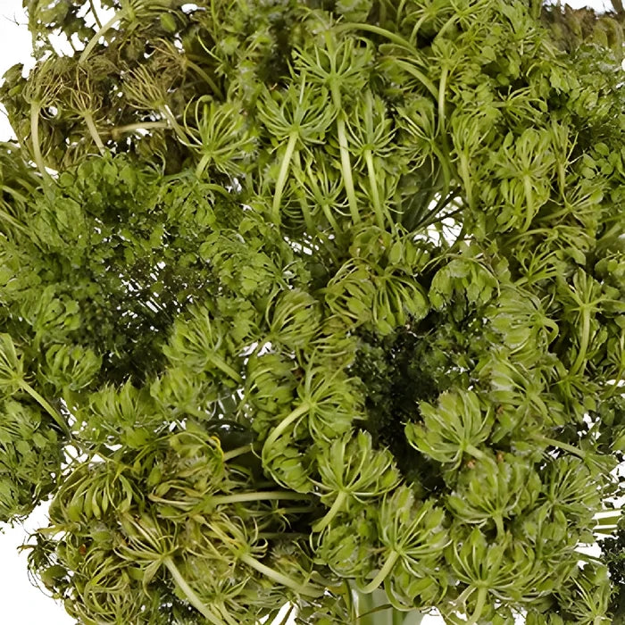 Antique Lace Pods
