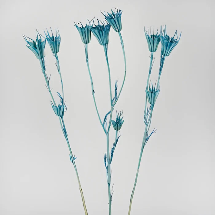 Blue Dried Nigella Pods