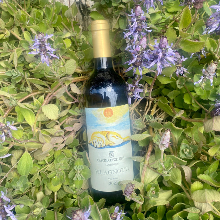 White wine bottle 2021 by Cascina degli Ulivi Filagnotti, gold cap among green leaves