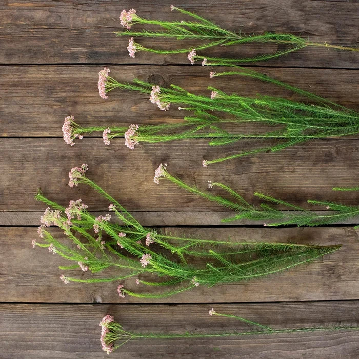 Pink Rice Flower Stem