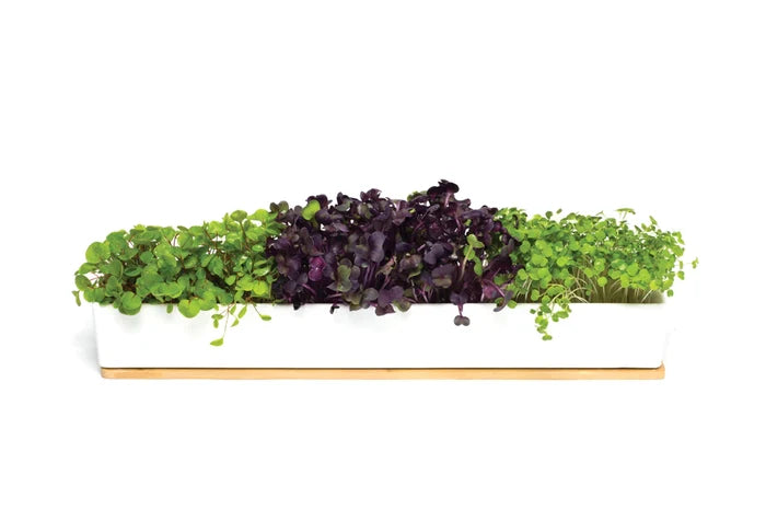Microgreens Windowsill Grow Kit