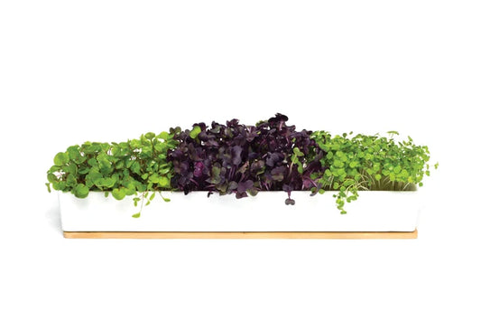 Microgreens Windowsill Grow Kit