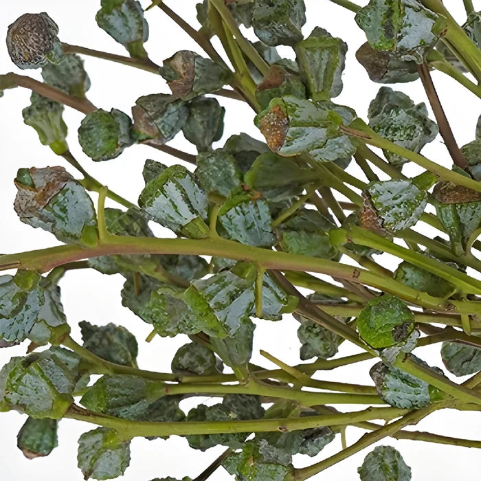 Silver Bell Pods