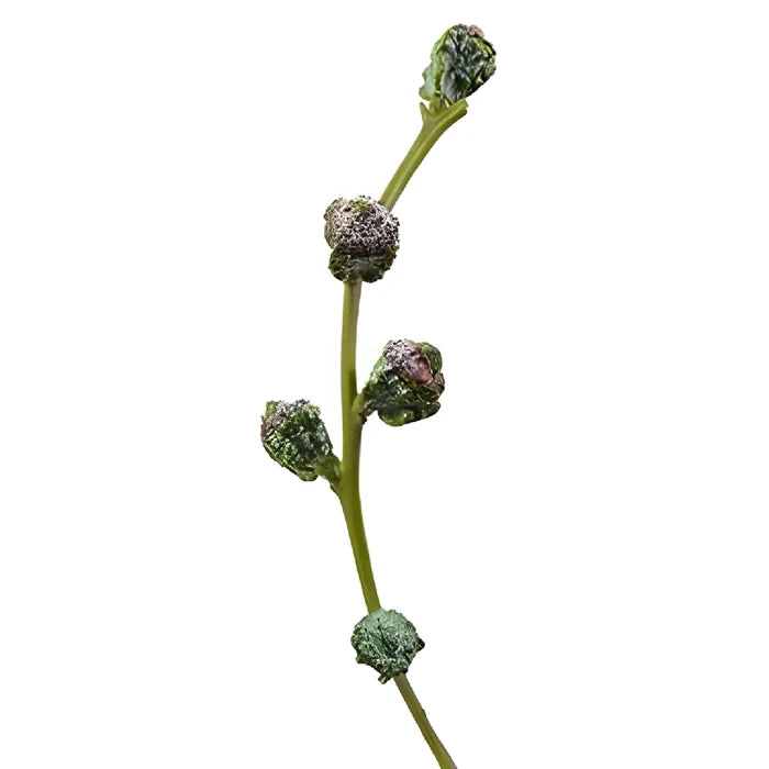 Silver Bell Pods