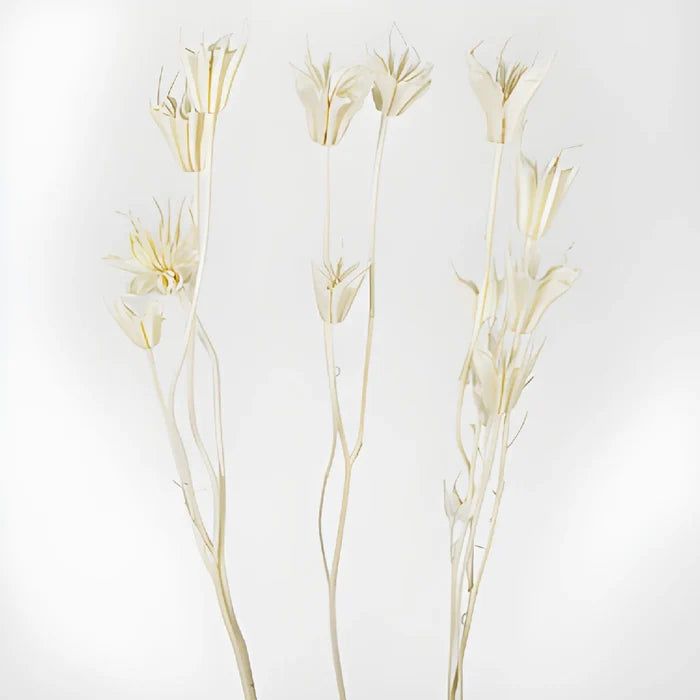 Dried Nigella Flower stem